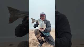 Striped bass weighing 14 pounds caught with Lucky Craft lure on the beach stripedbass [upl. by Ruenhcs]