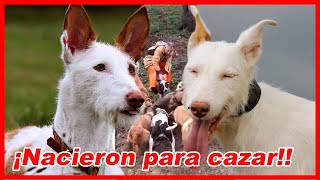 Top 10 de los REYES DE LA CAZA MAYOR y menor – EL PODENCO [upl. by Ydnac]