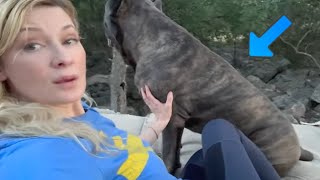 Cane Corso Guard Dog PROTECTS Owner [upl. by Llemor]