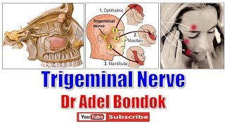 Trigeminal Nerve Ophthalmic Maxillary and Mandibular Nerves Dr Adel Bondok [upl. by Akinnor822]