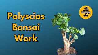 Pruning Polyscias Bonsai Tree [upl. by Anaele]