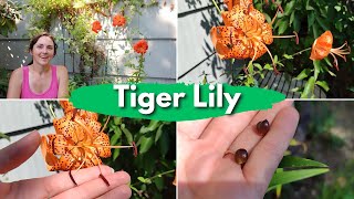 Tiger Lily  Anthers and Bulbils Everything you need to know to grow this Asian favorite [upl. by Nap]