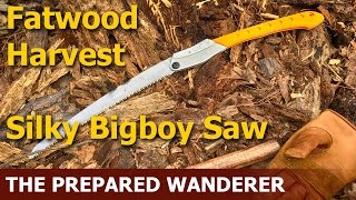 Fatwood Harvest with Silky Big Boy Saw [upl. by Chong]