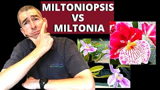 MILTONIA VS MILTONIOPSIS  WHATS THE DIFFERENCE [upl. by Rutherfurd]