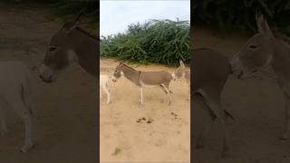 donkeys animals enojy sound viralvideo [upl. by Okika]