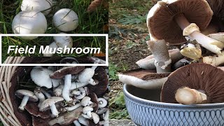 How to identify the Field Mushroom Agaricus campestris ENampVN sub [upl. by Ritter]