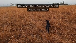 Pheasant Hunting A Young Lab and a Wet Field [upl. by Polash]