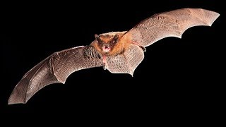 Common pipistrelle [upl. by Ridinger]