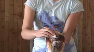 Chicken Showmanship Demonstration [upl. by Ntsyrk771]