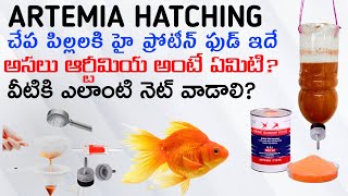 ARTEMIA EGGS HATCHING  FEEDING GOLD FISH FRYS  AK AQUA TELUGU [upl. by Hiett]