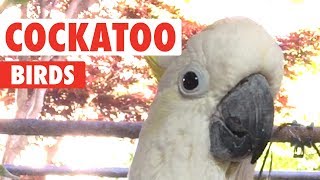 Funny Cockatoo Bird Videos Thatll Make You Chuckle  The Pet Collective [upl. by Hsaniva]