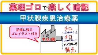 【薬理学ゴロ】甲状腺疾患治療薬（甲状腺ホルモン製剤、抗甲状腺薬） [upl. by Jacquette423]