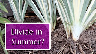 Divide These 3 Perennials in Summer for Free Plants [upl. by Manny898]