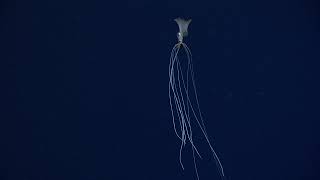 New Bigfin Squid footage magnapinna squid  November 2021 [upl. by Mintz]