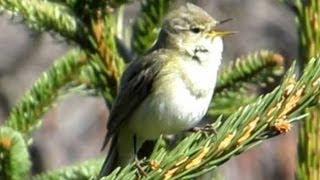 Gesang des Zilpzalp  Chiffchaff  Vogelstimmen Ruf Singvögel [upl. by Uohk]