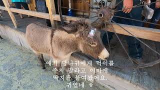 100년 전의 모습의 도시Rout 66 Oatman 아리조나 [upl. by Perzan]