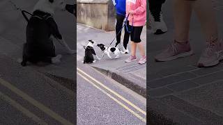 thankyou tenby dogs fishing [upl. by Nath]