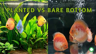 Planted Vs Bare Bottom Discus Tank Which One Is The Best [upl. by Cuyler]