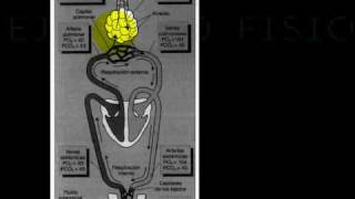 FISIOLOGIA CARDIOPULMONAR Y EJERCICIO 8 [upl. by Anifled]