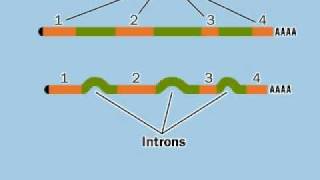 Exon Intron and Splicingflv [upl. by Jaylene605]