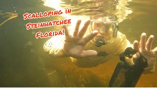 Scalloping Trip to Steinhatchee Florida [upl. by Anaeerb]