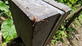 Leaffooted bug [upl. by Chyou]