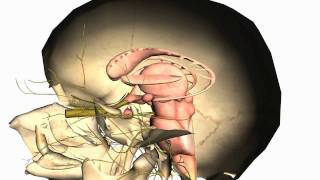 Skull tutorial 1  Bones of the Calvaria  Anatomy Tutorial PART 2 [upl. by Eelarac]