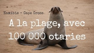 Namibie Vous avez sans doute déja vu 1 otarie mais 100 000 [upl. by Tawnya]