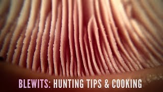 Blewit Mushrooms Find Identify amp Taste [upl. by Coriss395]