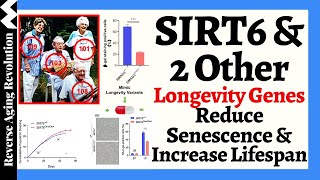 Unlocking Longevity SIRT6 amp 2 Other Longevity Genes Reduce Senescence amp Extend Lifespan [upl. by Blondy]