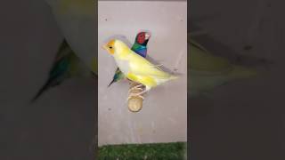 Latino golden finchespigeon shots birdslover youtubeshorts [upl. by Ecylla]