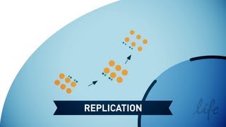 How Does Sendai Virus Reprogram Cells [upl. by Adnale540]