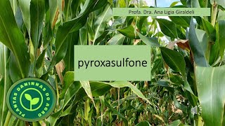 HERBICIDA PYROXASULFONE [upl. by Shandra]