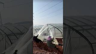 The process of stretching polyethylene film on a greenhouse with the help of three people [upl. by Quincey]