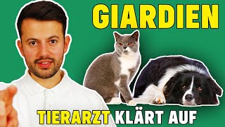 Giardien bei Hund und Katze  Was tun bei Giardiose [upl. by Nylicaj]