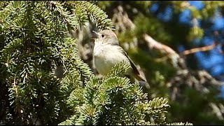 Roitelet à couronne rubis chant  Rubycrowed Kinglet song [upl. by Aurlie]