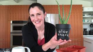 How to repot aloe plants [upl. by Masson]