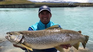 Big Brown Trout Fishing Twizel Canals South Island New Zealand Dec 2019 [upl. by Ainivad]