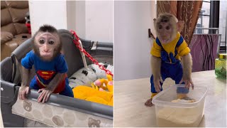 Baby Monkey Dino is afraid of being scolded by Mom because Alpha made a mess of the house [upl. by Caasi]