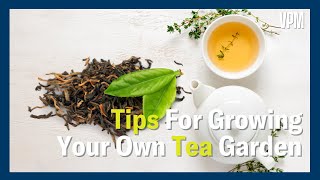 Tips to Grow your own SpecialTea Garden [upl. by Beyer]