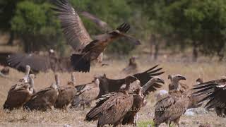 Cinereous vulture Griffon Vulture  Caceres Extremadura Spain [upl. by Laresa]