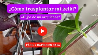 Como trasplantar un keiki de mi orquídea  Como sembrar los hijos de mi orquídea [upl. by Rube]