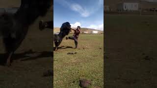 Nomad boy play with Tibetan mastiff NomadTibet [upl. by Cindra]