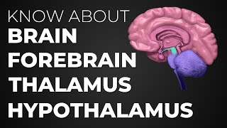 Learn About Brain  Forebrain  Thalamus  Hypothalamus [upl. by Ahsai]