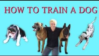 How to Train a Dog dog training clicker [upl. by Mohr]