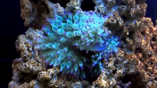 Green Bubble Tip Anemone Feeding [upl. by Okier]