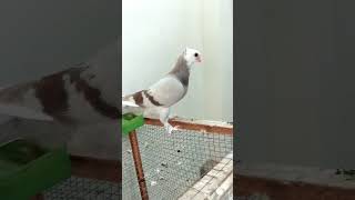 Pigeon  cross breeding [upl. by Donegan]