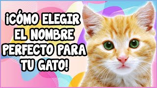 CÓMO ELEGIR EL NOMBRE PERFECTO PARA TU GATO  SiamCatChannel [upl. by Eissej]