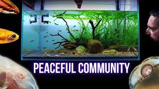 THIS is what HAPPY AQUARIUM FISH look like  EP6 ISLAND COMMUNITY AQUARIUM [upl. by Maddox]