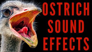 OSTRICH SOUND EFFECTS  Ostrich Grunting and Roaring  Maktubytv [upl. by Nwahsyar]